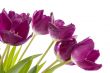 Purple tulips