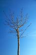 no leafs tree