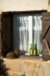 cat on the window