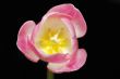 pink tulip