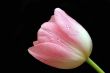 pink tulip