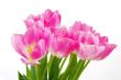 Lots of pink tulips