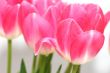 Lots of pink tulips
