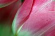 Lots of pink tulips`s petals.