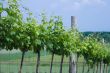Vine