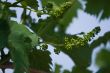 Vine