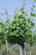 Vine