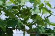 Vine