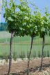 Vine