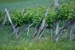 Vine