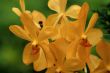 Vanda, Orchid