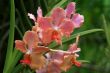 Vanda, Orchid