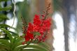 Vanda, Orchid