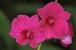 Vanda, Orchid