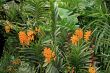 Botanical garden in Singapore