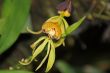 Vanda, Orchid