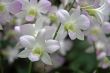 Vanda, Orchid
