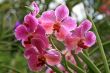 Vanda, Orchid