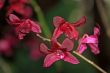 Vanda, Orchid