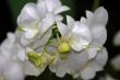 Vanda, Orchid