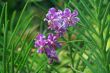 Vanda, Orchid