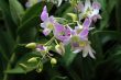 Vanda, Orchid