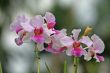 Vanda, Orchid
