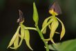 Vanda, Orchid