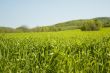 green field