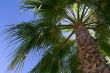 beach palm tree