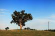 Lonely tree