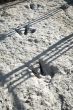 three dinosaur tracks