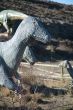 ugly dinosaur