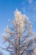 winter larch