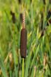 Cattail
