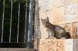 Cat in Jerusalem