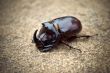 insect