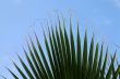 Sheet of a palm tree