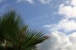 Sheet of a palm tree
