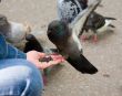 pigeon on a hand