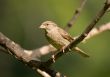 sparrow