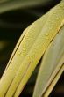 phormium leaf and raindrops