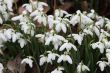 snowdrops,