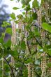 garriya elliptica