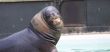 male sealion