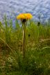 Yellow dandelion