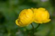 Double buttercup