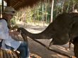 Young european women feeding elephant calf