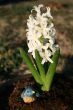 Hyacinth