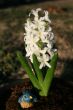 Hyacinth